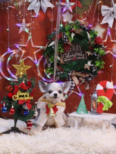 20231212ももちゃん